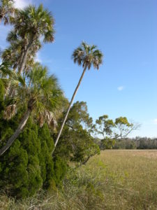 Nature Coast photo presentation (43)